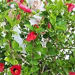 蓝色协和公寓 Pláka